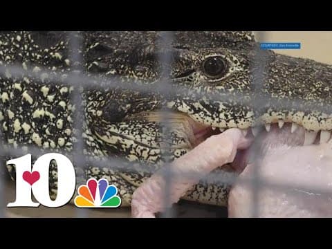 Zoo Knoxville crocodiles enjoy a Thanksgiving treat