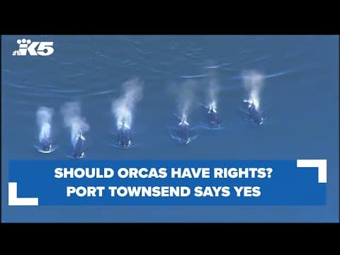 Should orcas have rights? Port Townsend says yes