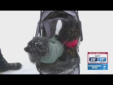 Dogs, kids enjoying the snow in Friendswood area