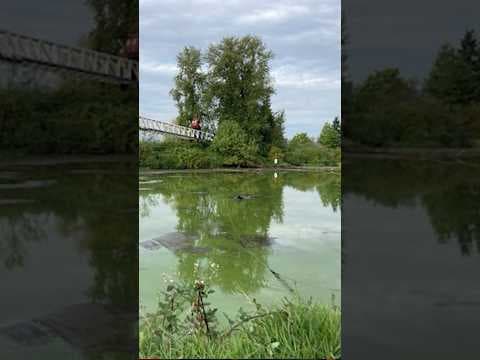 Escaped attempted murder suspect found in #Portland pond, stuck in mud