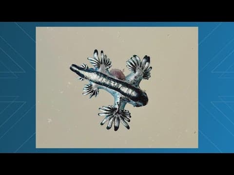 Texas beachgoers, don't touch these sea creatures! It'll hurt!