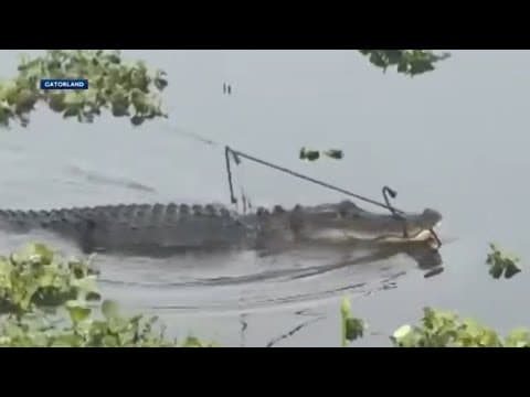 Florida theme park rescues injured alligator and names him after his wounds