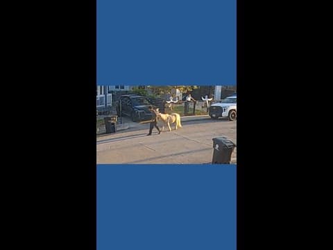 Stolen pony seen on several surveillance videos from around north Houston neighborhood