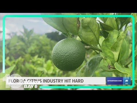 'Some groves had 100% loss': Florida citrus growers brace for another hurricane season