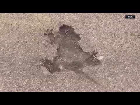 Scientists decide if "Chicago rat hole" is a rat or squirrel