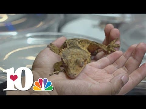 Repticon invades Jacob's Building