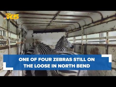 Animal control officers, North Bend residents searching for final zebra