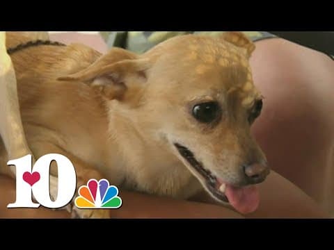 UT College of Veterinary Medicine talks pet allergies