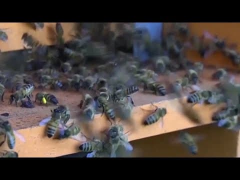 Tuesday is World Bee Day