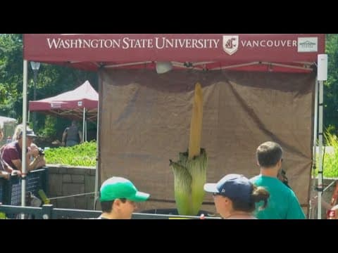 Rare corpse flower blooms | Live stream