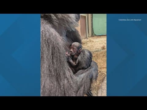 'Absolutely precious': Columbus Zoo announces birth of critically endangered gorilla