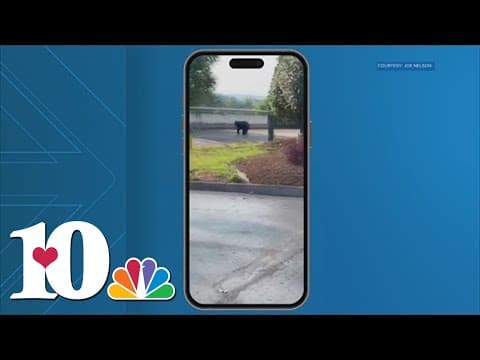 Bear spotted near West Town Mall Tuesday