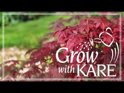 New Year, New Zone – Part 2:  Trees & Shrubs