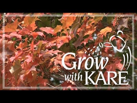 Grow with KARE: Trees changing color early