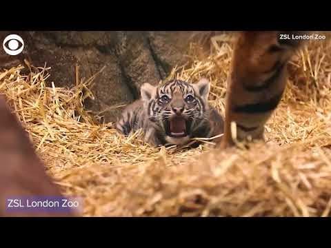 ZSL London Zoo announces tiger cub is a boy