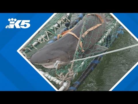 Two new species of shark found in Puget Sound