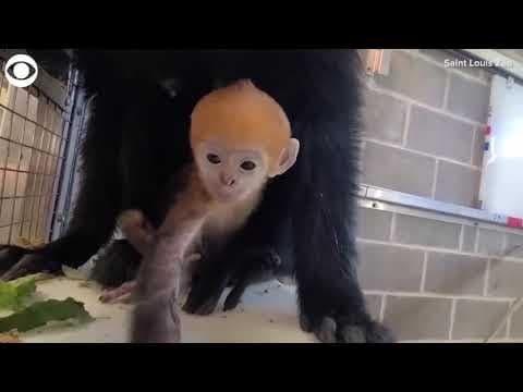 Baby Francois' langur bonds with mom at Saint Louis Zoo