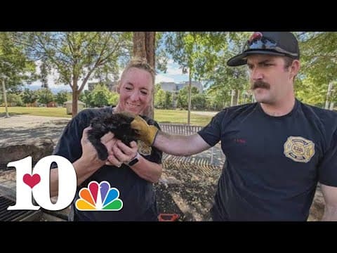 Knoxville Police Department rescues kitten stuck in storm drain at World's Fair Park