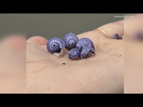 Rare, violet sea snails wash ashore in San Diego