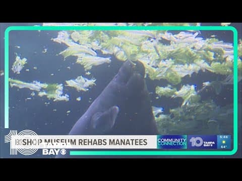 Bishop continues Snooty's legacy, rehabilitating 2 manatees