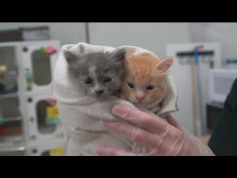 Humane Society kittens sent to Oregon for adoption