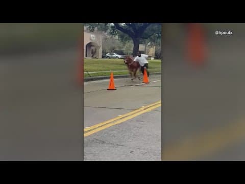 A cow tried to escape from the Houston Rodeo