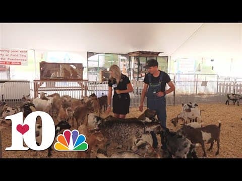 Experience the livestock at the Tennessee Valley Fair!