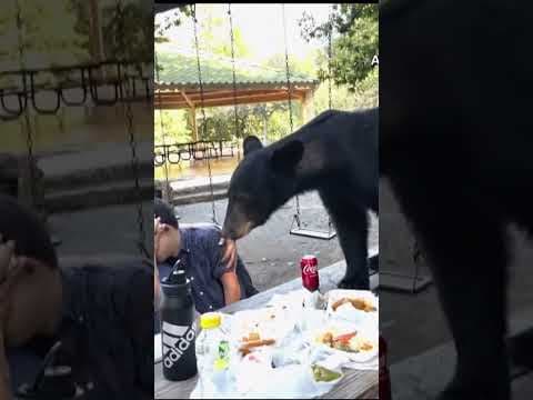 WATCH: Black bear crashes teen’s birthday picnic, eats tacos