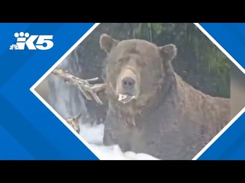 Fat Bear Week winner chosen