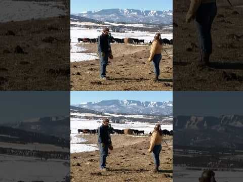 Ranchers Face New Wolves in Colorado