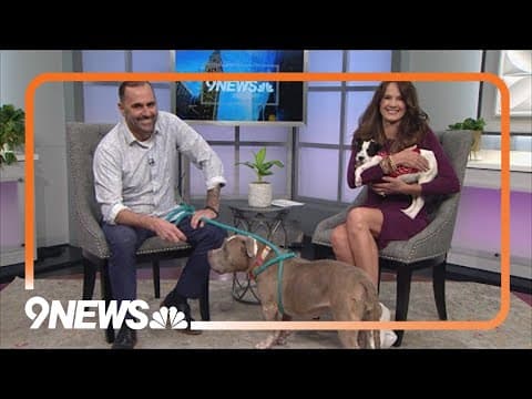 Petline9 | Hanna Burger and Dragonfly need a forever home