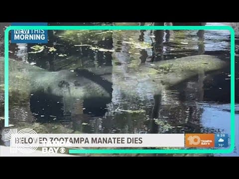 Beloved ZooTampa manatee Juliet passes away