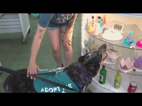 San Diego Humane Society creates 'Dog Day Out' program