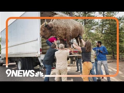 After 50 years, missing bison is returned to his original home