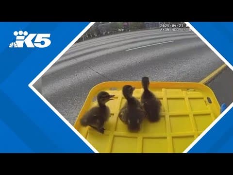 Ducklings rescued from side of I-5