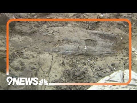 Teenage T. rex now on display in Colorado