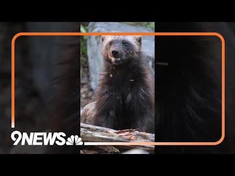 Colorado wants to bring back wolverines to its mountains