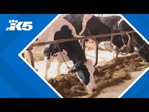 Seaweed in cattle feed could reduce methane