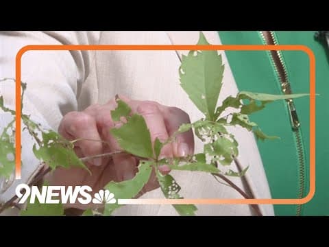 Gardening segment: It's Japanese beetle season