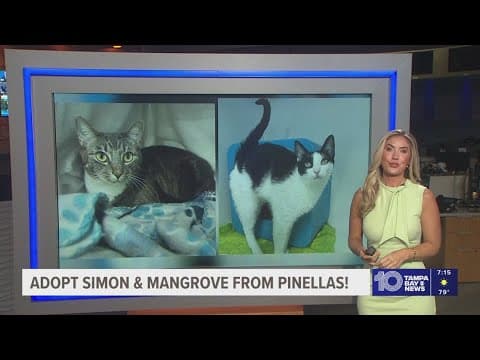 Give Simon & Mangrove from Pinellas a fur-ever home!