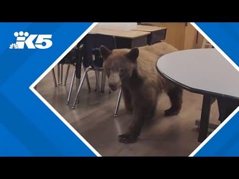 California teacher finds a bear in her classroom