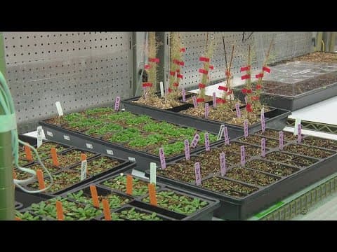 How iron influences a plant's immunity