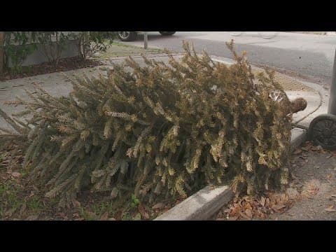 More than 1 million Christmas trees have been placed to help Louisiana coastline
