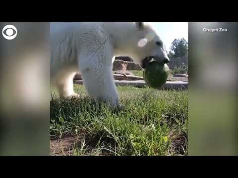 Polar bear snacks on watermelon at Oregon Zoo