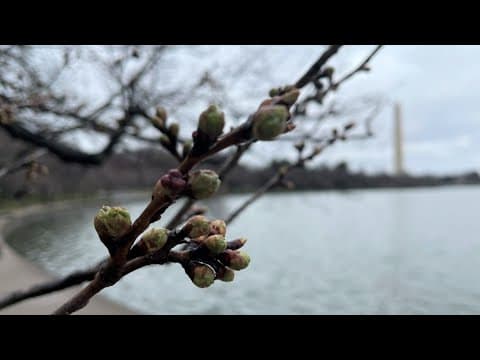 Bloom Watch: DC cherry blossoms reach stage 2 with florets visible