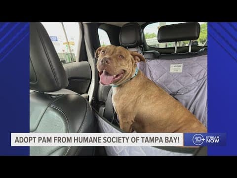 Pam is looking for fur-ever home at the Humane Society of Tampa Bay