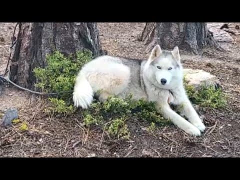 Husky recovering from 20-foot cliff fall after run-in with mountain goat