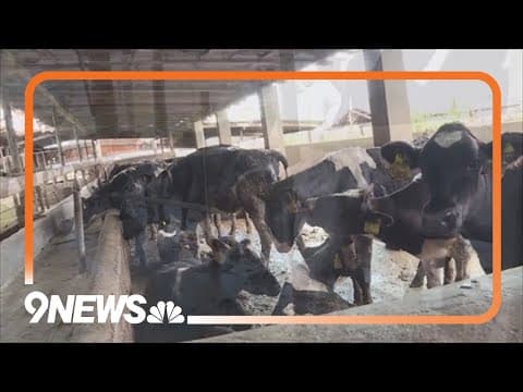Avian flu detected in dairy cattle in Colorado