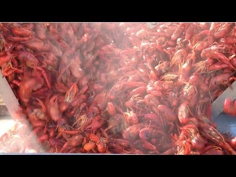 Tons of fun, food, and music at 50th annual Louisiana Crawfish Fest