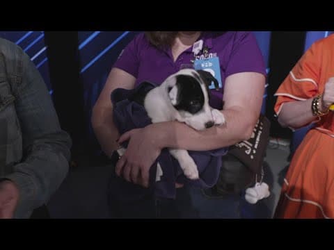 These adorable dogs are up for adoption in Dallas!